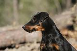 JAGDTERRIER ALLEMAND 111
